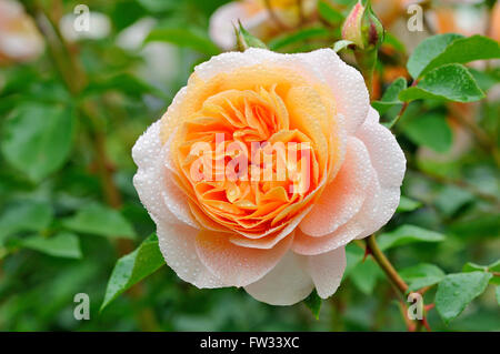 Edelrosen, Sangerhäuser Jubiläum Rose, Rose Cervia, Kordes 2003 Apricot farbenen Blume North Rhine-Westphalia, Germany Stockfoto