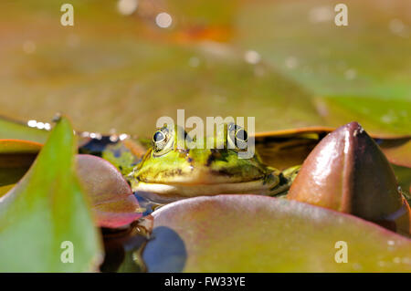 Essbare Frosch (außer Esculentus) zwischen Seerosen, North Rhine-Westphalia, Deutschland Stockfoto