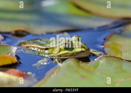 Essbare Frosch (außer Esculentus) zwischen Seerosen, North Rhine-Westphalia, Deutschland Stockfoto