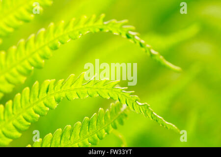 Strauß-Farn (Matteuccia Struthiopteris), endet Farn bei Gegenlicht, North Rhine-Westphalia, Germany Stockfoto