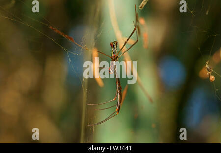 Golden Orb-Seidenweberin (Nephila SP.) im Netz, Pantanal, Mato Grosso, Brasilien Stockfoto