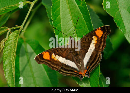 Nymphalidae (Nymphidae) tropischer Schmetterling (Doxocopa Linda), Iguazú Nationalpark, Paraná, Brasilien Stockfoto