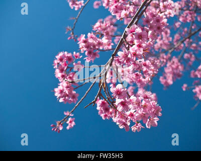 Himalaya (Prunus Cerasoides) blühen Stockfoto