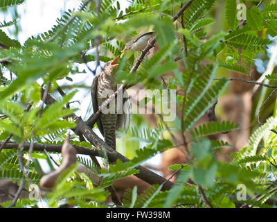 Gemeinsame Tailorbird Fütterung weibliche asiatische Koel wie Stiefmutter Stockfoto