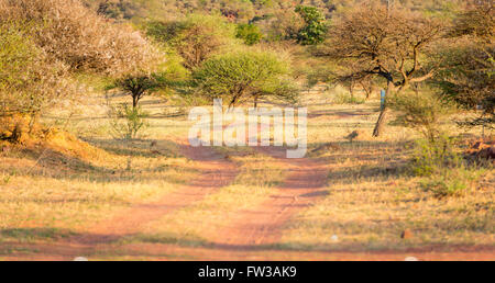 Feldweg in Botswana, Afrika mit reichen roten Schmutz und Reifen Spuren Stockfoto