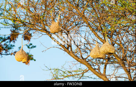 Erstaunliche Webervogel Nester hängen in den Bäumen in Botswana, Afrika Stockfoto