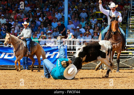 Cowboy Abbau eines Stiers während das Rodeo in Arcadia, Florida, Amerika, USA Stockfoto