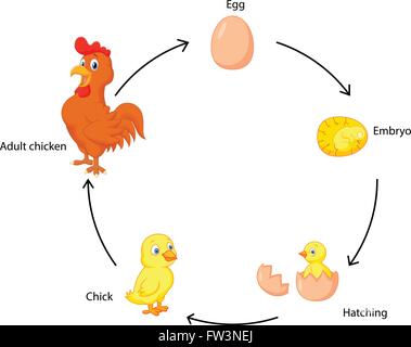 Lebenszyklus eines Huhns für Kinder Stock Vektor