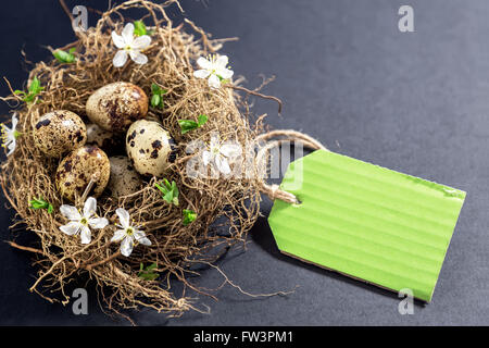 Wachtel Eier im Nest mit Blumen und Preis Stockfoto