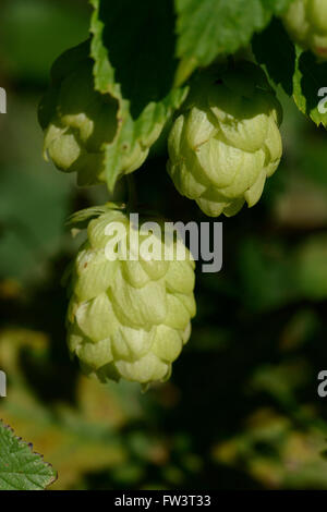 Hopfen (Humulus Lupulus), weibliche Blüte Stockfoto