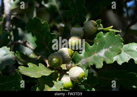 Traubeneiche (Quercus Petraea), Eicheln Stockfoto