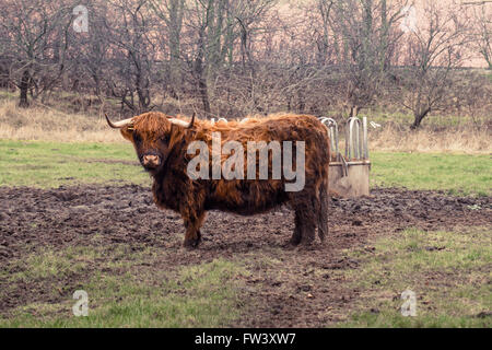 Schottische Highland Kuh auf einem Bauernhof im Herbst Stockfoto
