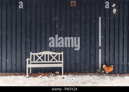 Huhn auf der Suche nach Nahrung im Winter in der Nähe einer Bank Stockfoto