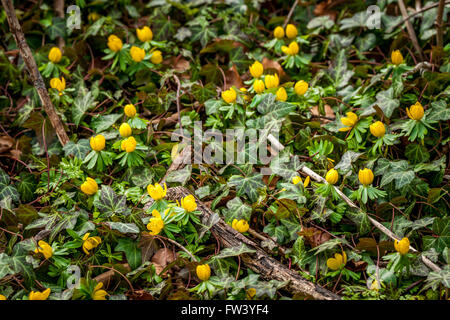 Eranthis und Efeu im Garten im Frühjahr Stockfoto