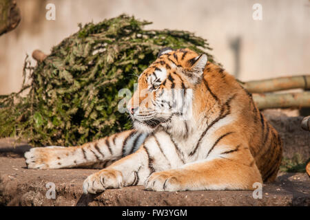 Tiger, die Ruhe in der Sonne im Frühling Stockfoto