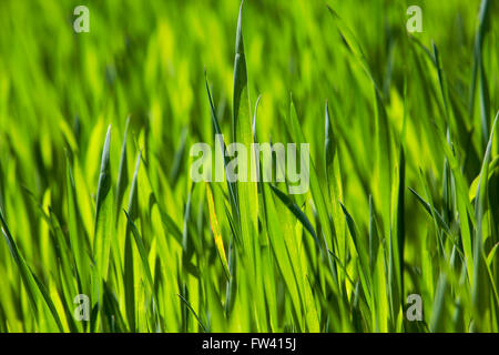Weizen hautnah Stockfoto