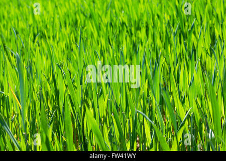Weizen hautnah Stockfoto