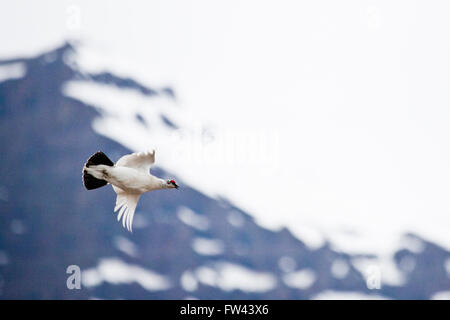 Alpenschneehuhn, Lagopus Muta, in Grönland Stockfoto