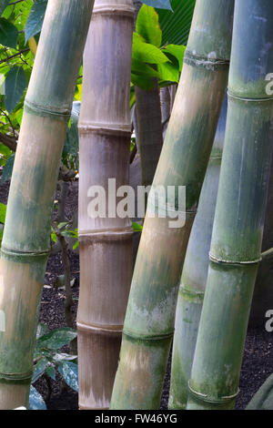 Riesenbambus (Dendrocalamus Giganteus), Vorkommen Asien Stockfoto