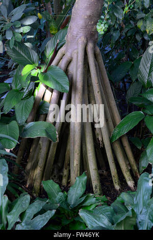 Stelzwurzeln des Schraubenbaum (Pandanus Utilis), Vorkommen Afrika Stockfoto