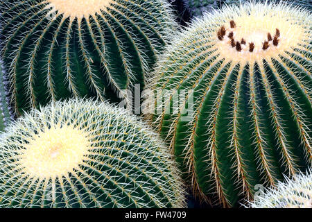 Goldkugelkaktus, Schwiegermuttersitz (Echinocactus Grusonii), Vorkommen Mexiko, Nordamerika Stockfoto