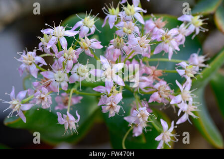 Gewelltblaettriges Dickblatt, Geldbaum Oder Pfennigbaum (Crassula Arborescens, Supspec. Undulatifolia), Vorkommen Suedafrika Stockfoto