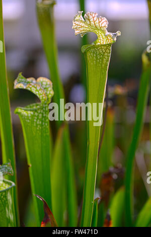 Weisse Schlauchpflanze (Sarracenia Leucophylla), Nordamerika Stockfoto