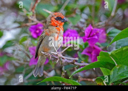 Madagaskarweber (Foudia Madagascariensis), Maennchen, Insel Praslin, Seychellen Stockfoto