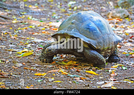 Aldabra-Riesenschildkroete (Geochelone Gigantea), Insel Cousin, Seychellen Stockfoto