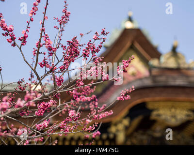 Kitano Tenmangu Schrein, Kyoto - bekannt für seine Pflaumenblüten Anfang März. Stockfoto