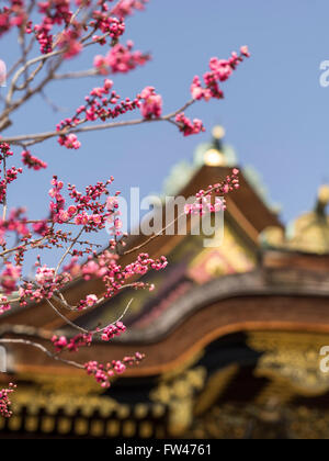 Kitano Tenmangu Schrein, Kyoto - bekannt für seine Pflaumenblüten Anfang März. Stockfoto