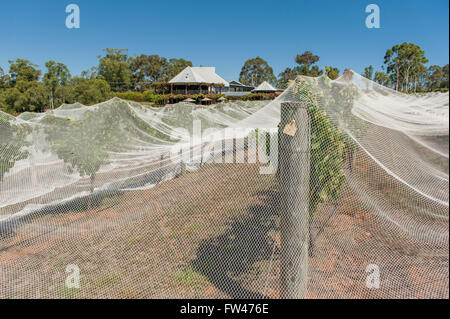 Homestead und Weinberg von Vasse Felix, das älteste Weingut in der Margaret River Region, Cowaramup, Western Australia Stockfoto