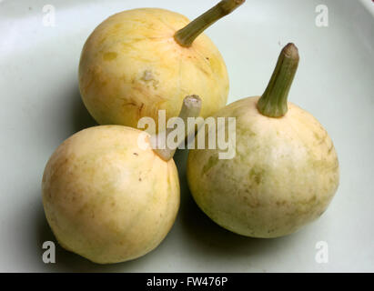 Cucurbita Pepo, Pusa Pasand Sommerkürbis, DS-8 Stoff Kadu, Sorte mit kugelförmigen Früchte hellgrün, gelb, wenn Sie reif Stockfoto