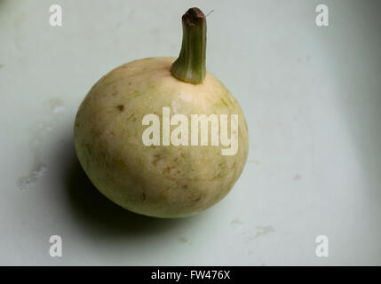 Cucurbita Pepo, Pusa Pasand Sommerkürbis, DS-8 Stoff Kadu, Sorte mit kugelförmigen Früchte hellgrün, gelb, wenn Sie reif Stockfoto