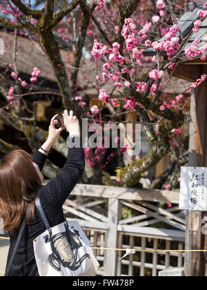 Kitano Tenmangu Schrein, Kyoto - bekannt für seine Pflaumenblüten Anfang März. Stockfoto