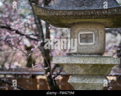 Steinlaterne an Kitano Tenmangu Schrein, Kyoto - bekannt für seine Pflaumenblüten Anfang März. Stockfoto