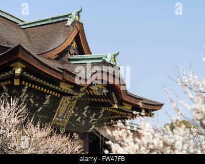 Kitano Tenmangu Schrein, Kyoto - bekannt für seine Pflaumenblüten Anfang März. Stockfoto