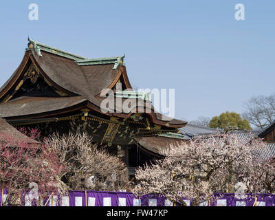 Kitano Tenmangu Schrein, Kyoto - bekannt für seine Pflaumenblüten Anfang März. Stockfoto