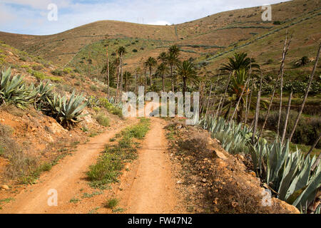 Sandige Strecke im fruchtbaren Tal Ackerland, Betancuria, Fuerteventura, Kanarische Inseln, Spanien Stockfoto