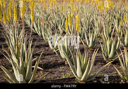 Aloe Vera-Pflanzen wachsen im Feld, Oliva, Fuerteventura, Kanarische Inseln, Spanien Stockfoto