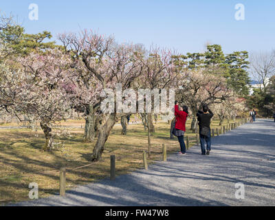 Nijo Burg, Kyoto im März - Pflaumen blühen im Schlossgarten. Stockfoto