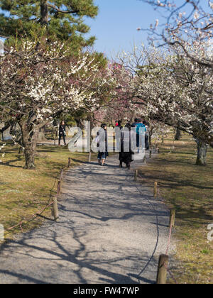 Nijo Burg, Kyoto im März - Pflaumen blühen im Schlossgarten. Stockfoto