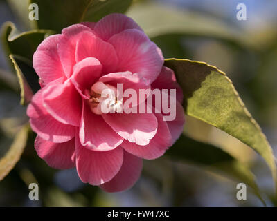 Nijo Burg im März, Kyoto - Camelia Blumen im Schlossgarten Stockfoto