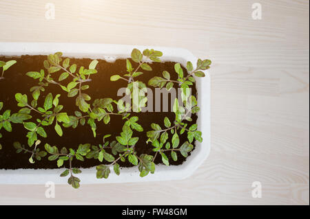 Cherry-Tomate-Sämlinge in einem langen weißen Topf Stockfoto