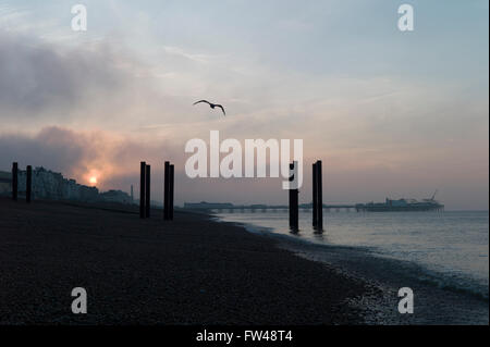 Möwen fliegen über Brighton Beach, nebligen Sonnenaufgang Stockfoto