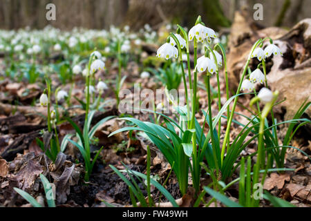 Frühlingsblumen Schneeflocken vor unscharfen Hintergrund in der Nähe von gefallenen Toten Zweig Stockfoto