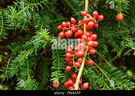 Geißblatt rote Beeren auf eine Schlingpflanze über eine Eibe. Stockfoto