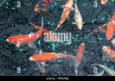 Koi-Karpfen in einem Fischteich, Japan. Stockfoto