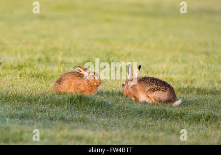 Paar braune Hasen Lepus Europaeus genießen Wärme der frühen Morgensonne, Warwickshire Stockfoto