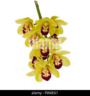 Gelbe Cymbidium Orchidee isoliert auf weißem Hintergrund Stockfoto